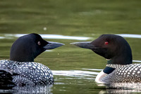 Loons