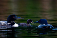 Long Lake Loon-7