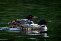 Long Lake Loon-5
