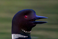 Long Lake Loon-10