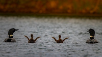 Long Lake Loon-4