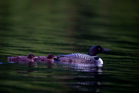Long Lake Loon-8