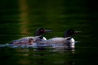 Long Lake Loon-11
