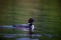 Long Lake Loon-9