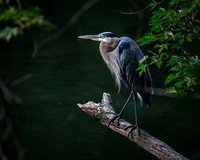 Herons