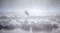 FoggyHerons8-15-2023