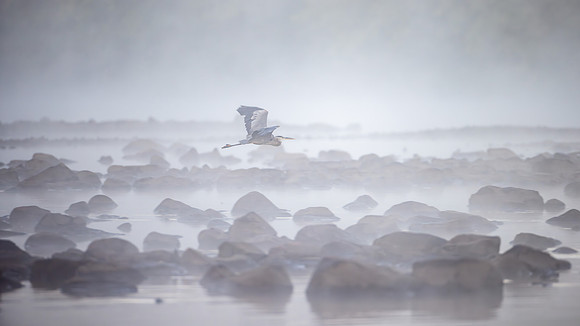 FoggyHerons8-15-2023