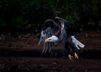 Eagles