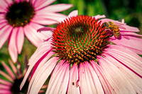 Insects/Macro