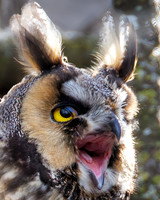 Owls