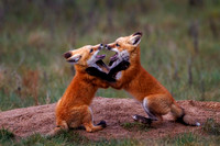 Wild Wild Critters